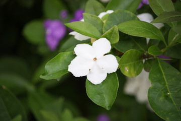 white flower