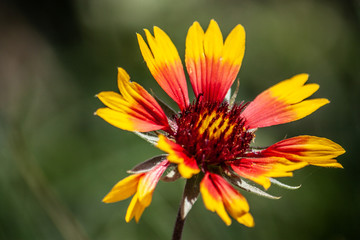 yellow and red flower