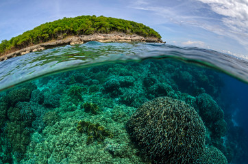 Coral reef