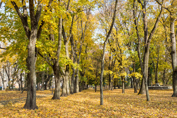 Golden autumn in a city park. Chernihiv