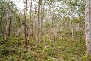 Aerial drone perspective of a trail going through Boranup Forest in Margaret River, Perth, Australia. 