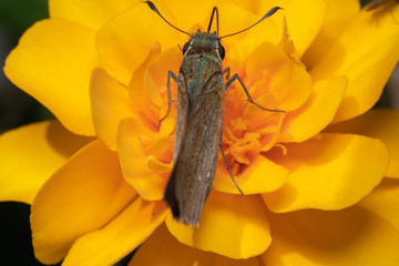 蜜を吸う