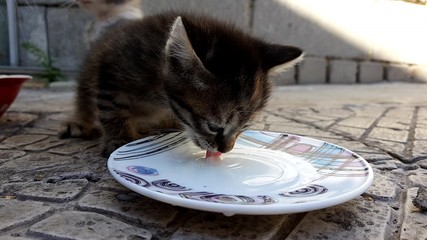 tabby kitten drink milk from a saucer outdoor on the stone floor