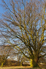 alte Stieleiche im Herbst