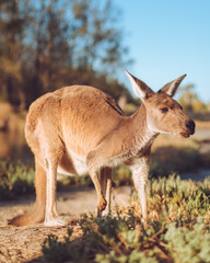 Old male kangaroo extreme close up on Herrison Island, in the heart of Perth, Western Australia