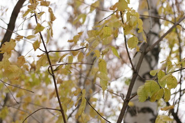 birch in autumn