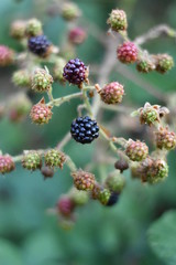 Unreife Brombeeren