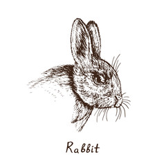 Rabbit (hare) face close up detail, hand drawn gravure style, vector sketch illustration, element for design