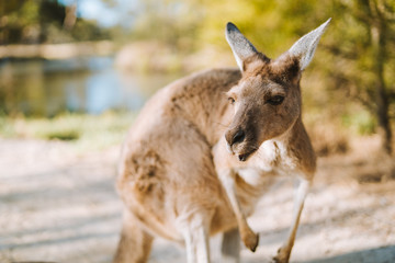 Old male kangaroo extreme close up on Herrison Island, in the heart of Perth, Western Australia