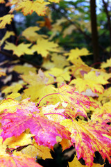 maple leaf in autumn 