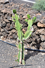 Cactus plants in Botanicactus garden, Lanzarote, Canary Islands, Spain