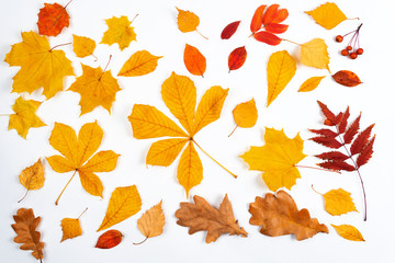 Fototapeta na wymiar Autumn maple leaves on wooden table.Falling leaves natural background.
