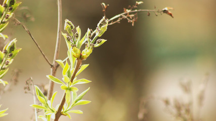 branch with young green leaves on a blurred forest background.