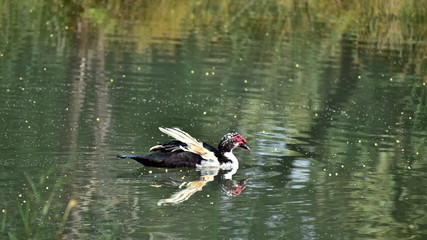 duck in water