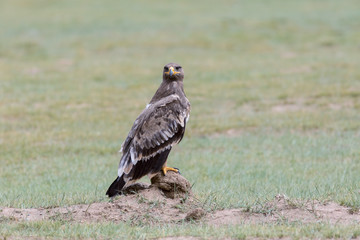 steppe eagle stand on wilderness