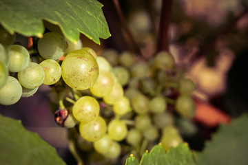 chardonnay raisin en macro
