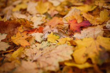 Carpet of yellow, red fallen leaves in autumn. Autumn season-bright leaves in the grass and on the ground