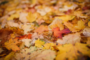 Carpet of yellow, red fallen leaves in autumn. Autumn season-bright leaves in the grass and on the ground
