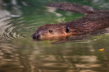 Schwimmender europäischer Biber