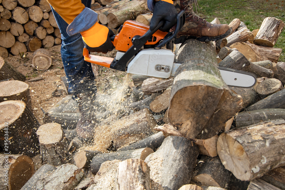 Wall mural chainsaw in action cutting wood. man cutting wood with saw, dust and movements. chainsaw. close-up o