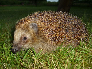 Igel