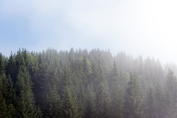 Misty fog in pine forest on mountain slopes in the Carpathian mountains. Landscape with beautiful fog in forest on hill.