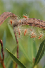 Common oleander seeds
