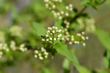 Lemoine Deutzia in the garden