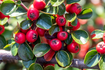 Close Up Red Berries on Branch
