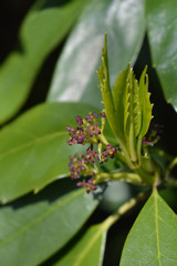 Japanese laurel flower