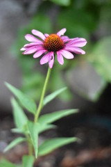 Obraz premium Sonnenhut (Echinacea)