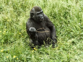 Black gorilla eating on a grass field