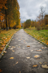 Fototapeta na wymiar The asphalt road goes into the distance between the yellow trees in autumn. Autumn fallen yellow leaves on the road