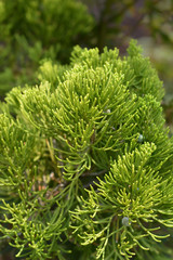 closeup of Chinese juniper Kaizuka branch