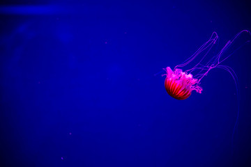 Bright transparent neon jellyfish in the aquarium. Dark background