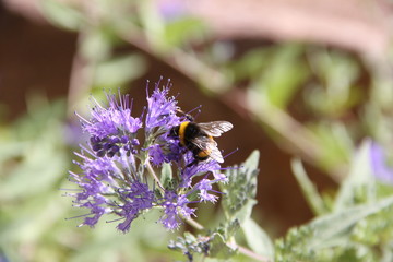 Nahaufnahme einer Hummel