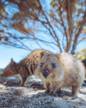 Cute quokka on Rottnest Island, Perth, Western Australia. These friendly marsupials are extremely friendly and happy to get close up to tourists. 