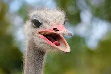 Fototapeten portrait of an ostrich with bokeh background © Hana