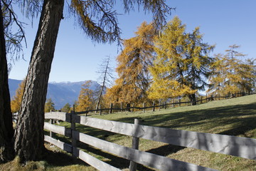 Almwiese im Herbst