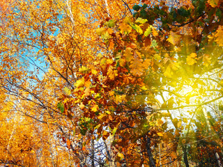 Naklejka na ściany i meble autumn background forest with oak trees and sunny beams