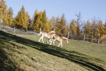 Fototapeta premium Pferde im Herbst