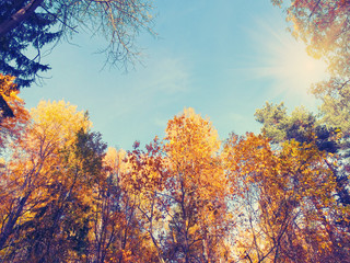 autumn background forest with oak birch trees and sunny beams