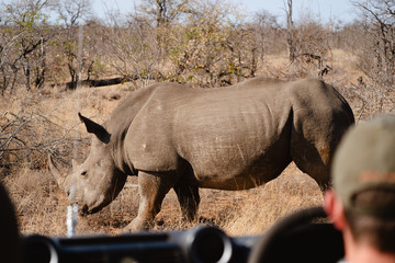 A large female rhino shot mid day in Kruger National Park, Southern Africa.  © Dylan Alcock