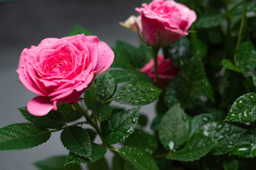 Bushy beautiful pale pink rose with dew drops on a light blue background. Close up.