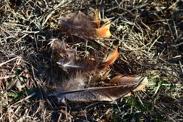 Naklejka premium Feathers