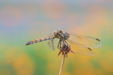 枯草に止まるアキアカネ