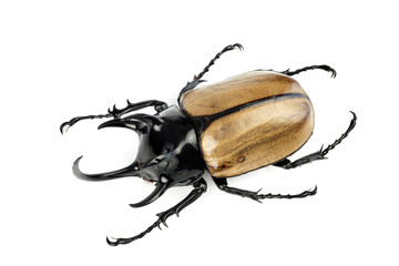 Stag beetle isolated on white background. - obrazy, fototapety, plakaty