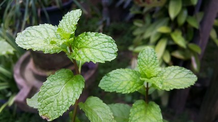 fresh mint leaves in garden