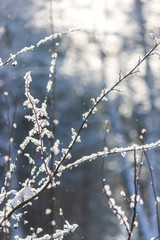 winter forest landscape. the sun's rays beautifully adorn the branches covered with fresh white snow.