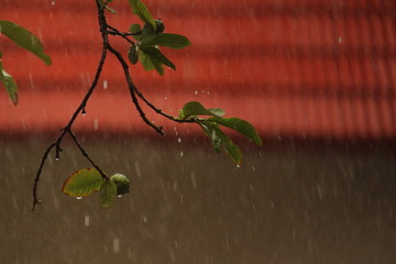 Guava fruit in rain / raindrops